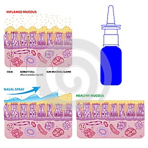 Nasal mucosa cells and micro cilia vector scheme
