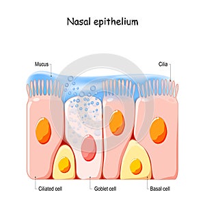 Nasal mucosa cells. Nasal secretions. Ciliated, basal and goblet cells