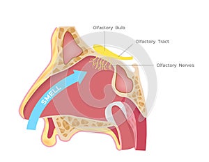 Nasal receptors olfactory bulb