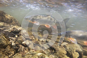 Nase Carp Chondrostoma nasus Underwater shot in the river habitat