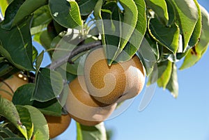 Nashi Pears