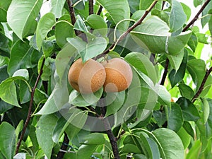 Nashi pears known also as apple pears hanging on the tree . Pyrus pyrifolia is a species of pear tree of the Rosaceae family