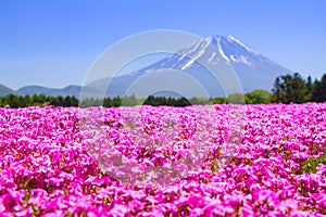 NASHIYAMA, JAPAN May 2015: People from Tokyo and other cities come to Mt. Fuji and enjoy the cherry blossom at spring every year.