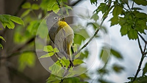 Nashville Warbler