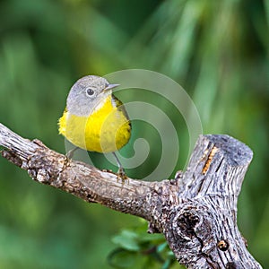 Nashville Warbler