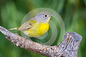 Nashville Warbler