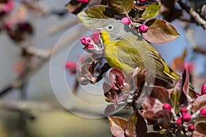 Nashville Warbler - Leiothlypis ruficapilla