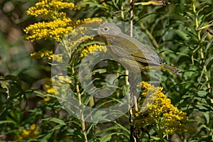 Nashville Warbler - Leiothlypis ruficapilla