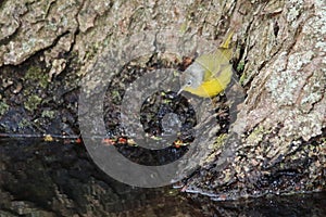 Nashville Warbler Migrates