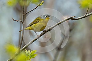 Nashville Warbler - Oreothlypis ruficapilla