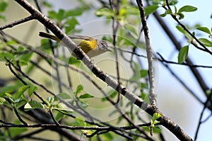 Nashville Warbler Perched on a Branch