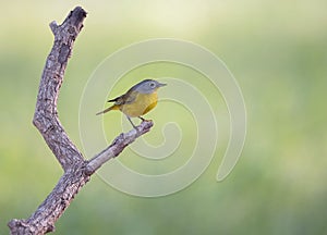 Nashville warbler perched on a branch. Leiothlypis ruficapilla.