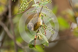 Nashville Warbler (Vermivora ruficapilla) feeding photo