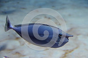 Naso brevirostris in  aquarium photo