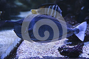 Naso brevirostris fish swimming in an aquarium, selective focus. Underwater life in the zoo