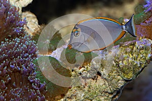 Naso elegans Surgeonfish