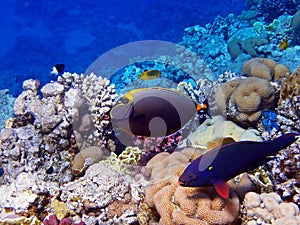 Naso lituratu -  Naso orange-spine unicornfish