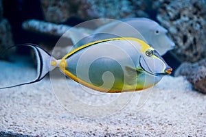 Naso lituratus - barcheek unicornfish