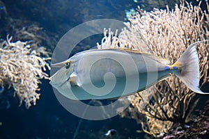 Orange spine unicornfish also known as Naso lituratus, barcheek unicornfish, naso tang, and orange-spine unicorn fish photo