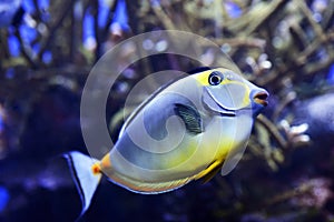 Naso tang