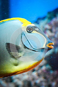 Naso Tang - close-up on head - tropical grey and yellow fish