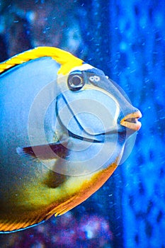 Naso Tang - close-up on head - tropical grey and yellow fish