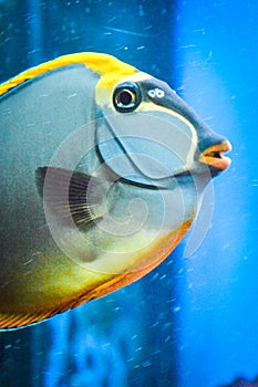 Naso Tang - close-up on head - tropical grey and yellow fish