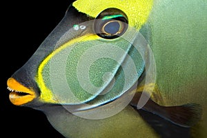 Naso tang fish