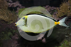 The Naso Tang fish Naso lituratus. photo