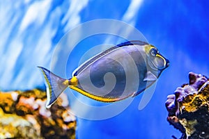 Naso Tang Fish Waikiki Oahu Hawaii