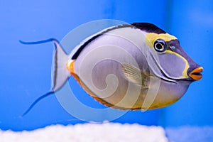 Naso Tang Male with Streamers