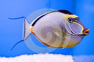 Naso Tang Male with Streamers photo