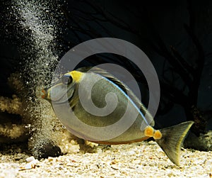 Naso Tang, naso lituratus, Adult