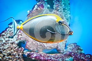 Naso Tang - tropical grey and yellow fish