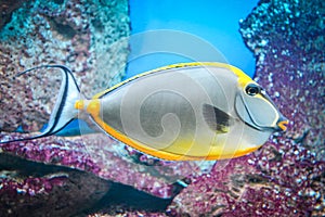 Naso Tang - tropical grey and yellow fish