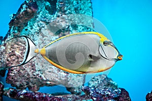 Naso Tang - tropical grey and yellow fish