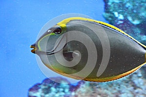 Naso Tang - tropical grey and yellow fish