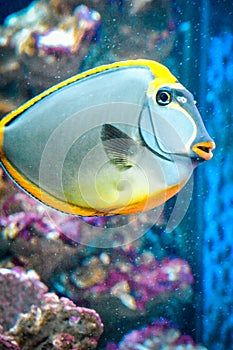 Naso Tang - tropical grey and yellow fish