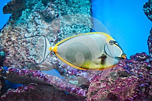 Naso Tang - tropical grey and yellow fish