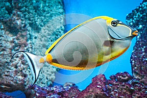 Naso Tang - tropical grey and yellow fish