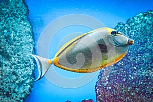 Naso Tang - tropical grey and yellow fish