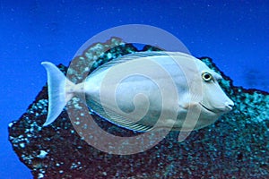 Naso Tang - tropical light grey fish