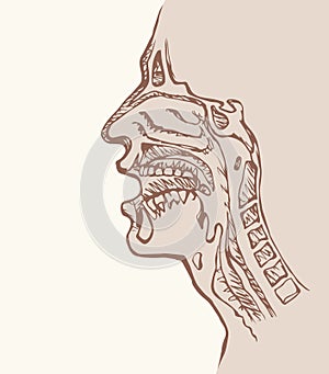 Nasopharyngeal section. Vector drawing