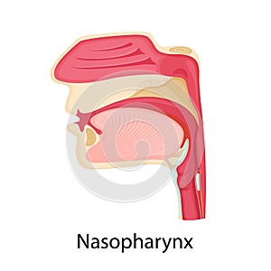 Nasopharynx icon. Cartoon vector flat illustration, isolated on white background. Nose anatomy photo