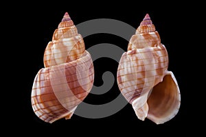 Nassarius glans photo