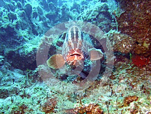 Nassau grouper photo