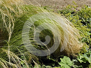 Nassela tenuissima `pony tails` plant