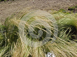 Nassela tenuissima `pony tails` plant