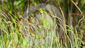 Nassella neesiana also called Chilean needle grass, Chilean needlegrass, Chilean speargrass, spear grass, Uruguayan tussockgrass