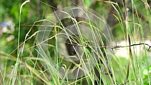 Nassella neesiana also called Chilean needle grass, Chilean needlegrass, Chilean speargrass, spear grass, Uruguayan tussockgrass